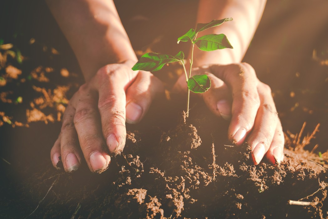 homme plantant un arbre